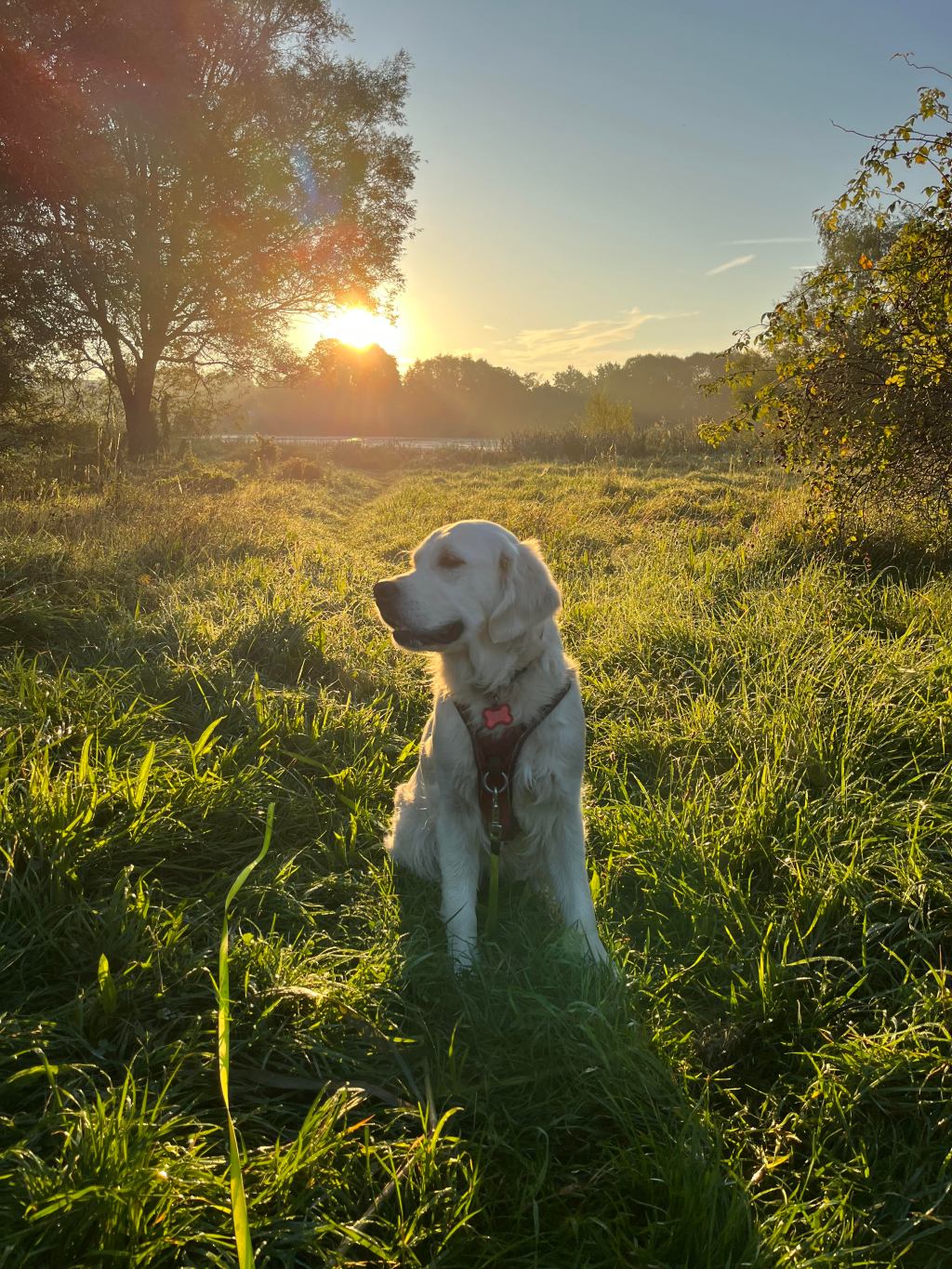 Velkommen til Coco’s&nbsp;hvalpe!